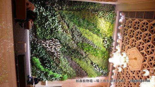 供應(yīng)珠海室內(nèi)綠化墻，珠海室內(nèi)綠化墻報(bào)價(jià)，珠海室內(nèi)綠化墻設(shè)計(jì)