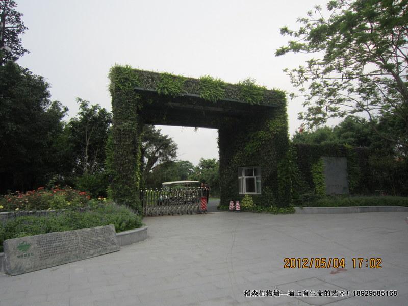 深圳華僑城植物墻完工5個(gè)月回訪