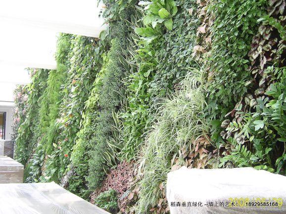 立體綠化墻圖片/立體綠化墻樣板圖 (2)