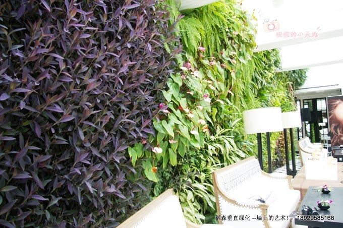 垂直綠化植物屋頂綠化植物