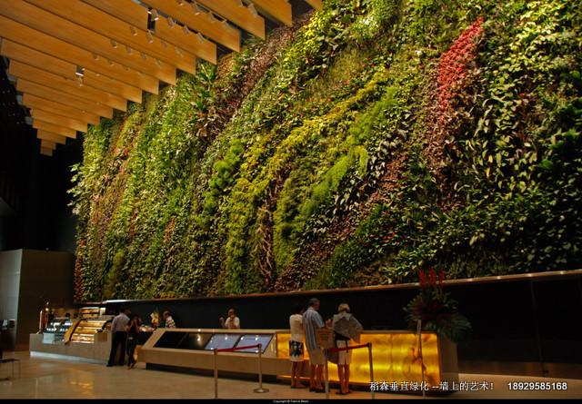 法式植物墻登陸廣州