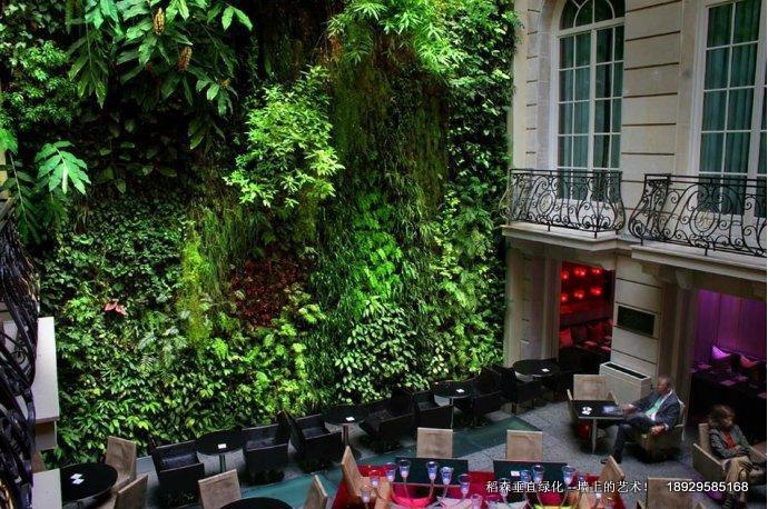 垂直綠化植物屋頂綠化植物