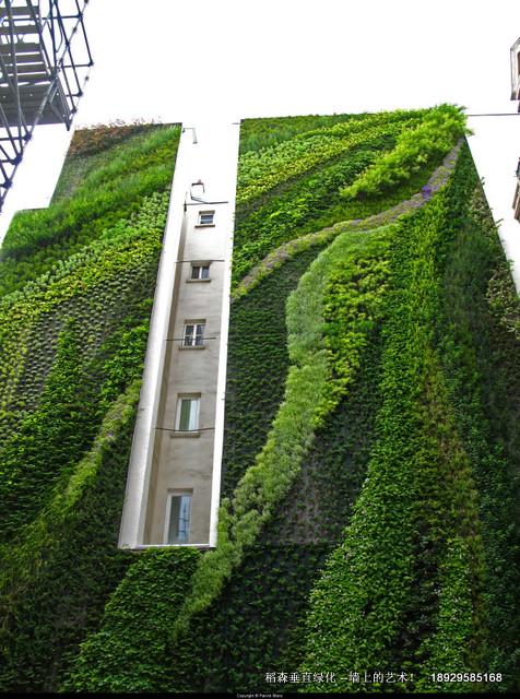 墻上的綠色藝術(shù)圖片