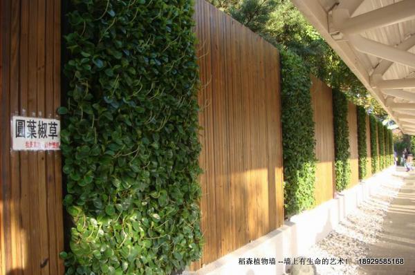 白云區(qū)室內(nèi)綠化墻，白云區(qū)室內(nèi)綠化墻公司，白云區(qū)室內(nèi)綠化墻價格