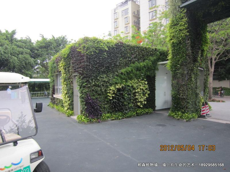 深圳華僑城植物墻完工5個(gè)月回訪