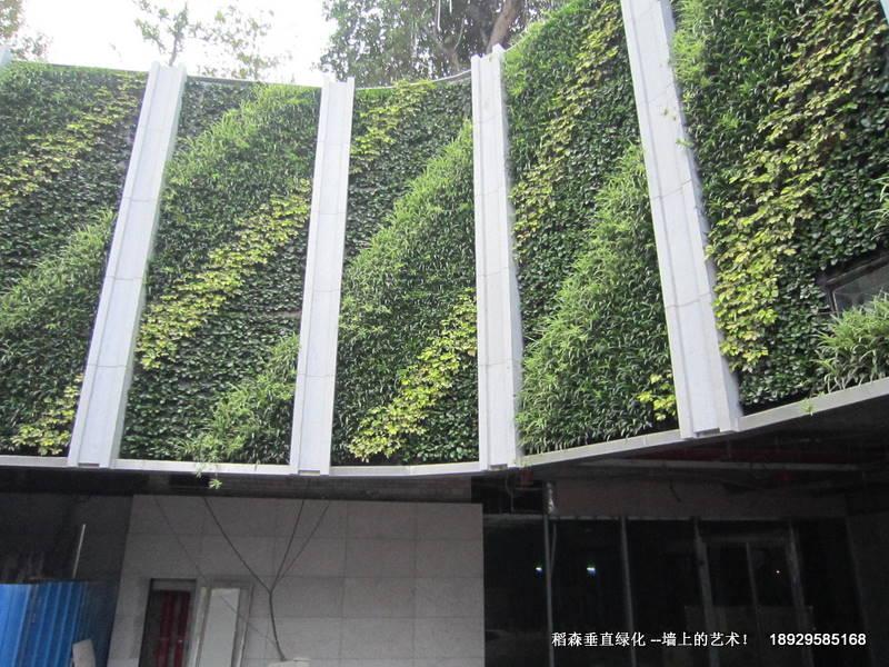 垂直綠化圖片/垂直綠化樣板圖 (3)
