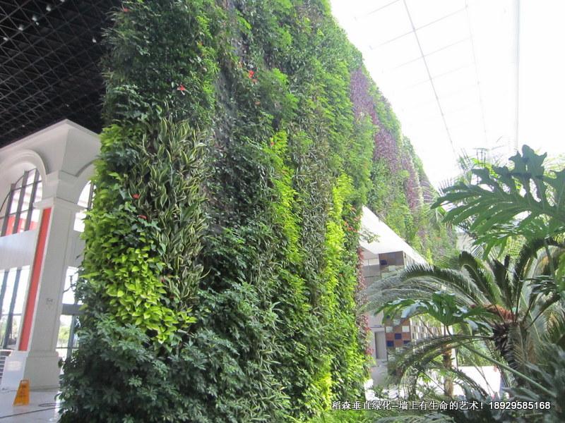 翠亨規(guī)劃館植物墻