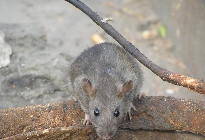 滅老鼠公司圖片/滅老鼠公司樣板圖 (2)