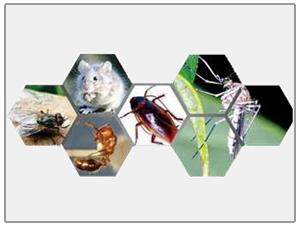 徐州那里最好滅四害圖片/徐州那里最好滅四害樣板圖 (2)