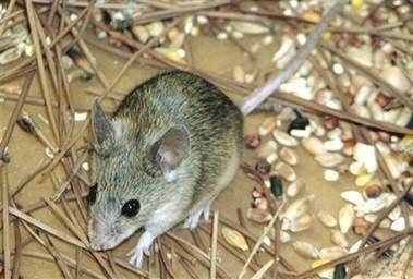 滅老鼠公司圖片/滅老鼠公司樣板圖 (4)