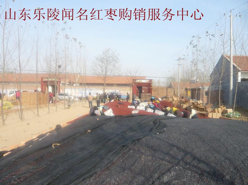 樂陵小棗生產(chǎn)基地專業(yè)供應(yīng)紅棗深加工業(yè)