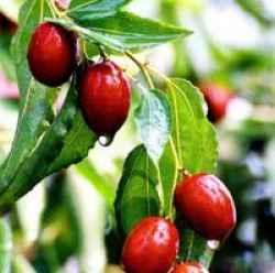 山東樂陵聞名紅棗購銷服務(wù)中心供應(yīng)原產(chǎn)地樂陵紅棗