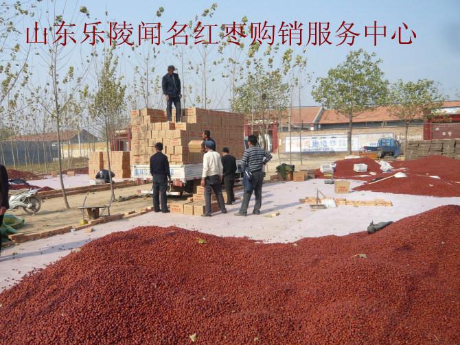 金絲小棗批發(fā)圖片