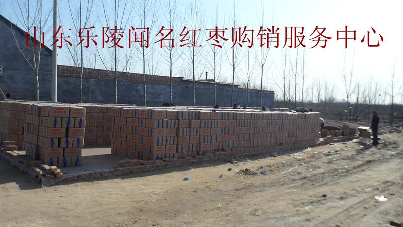 供應(yīng)金絲小棗批發(fā)樂陵金絲小棗價(jià)格