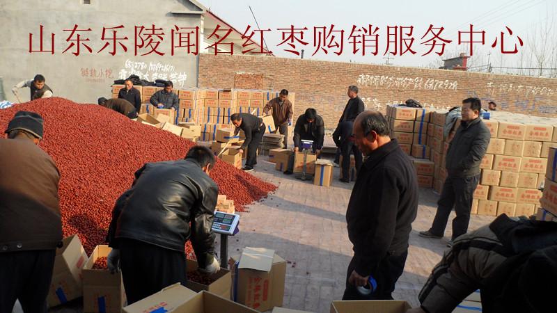 金絲小棗圖片/金絲小棗樣板圖 (4)