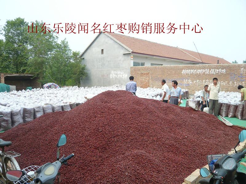 樂(lè)陵小棗基地直銷