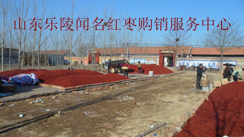 專業(yè)供應(yīng)代收金絲小棗