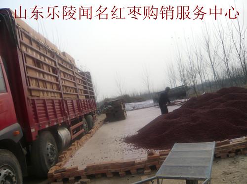 供應(yīng)優(yōu)質(zhì)牛羊用飼料棗