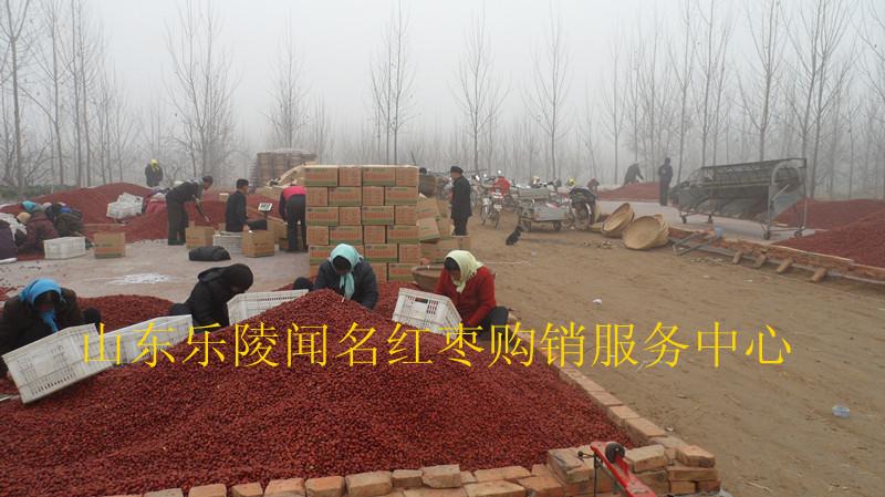 專業(yè)供應(yīng)代收金絲小棗