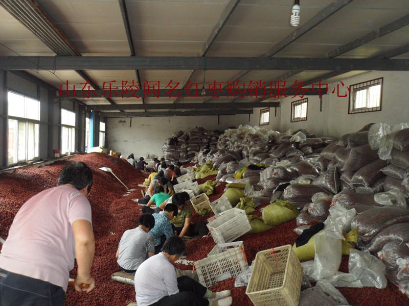 樂(lè)陵紅棗購(gòu)銷業(yè)務(wù)*樂(lè)陵聞名紅棗購(gòu)銷中心