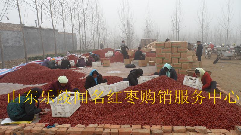 富硒金絲小棗圖片/富硒金絲小棗樣板圖 (3)