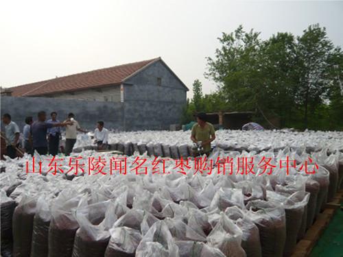 金絲小棗基地直銷貨源足