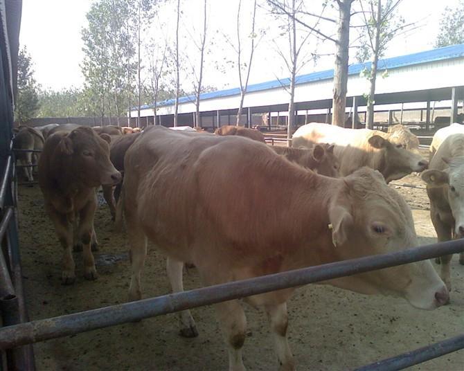 供应三元杂交牛牛犊的养殖场，西安肉牛的价格