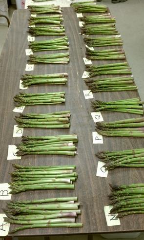 格蘭德蘆筍種子價(jià)格圖片