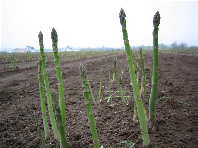 芦笋种植密度的要求