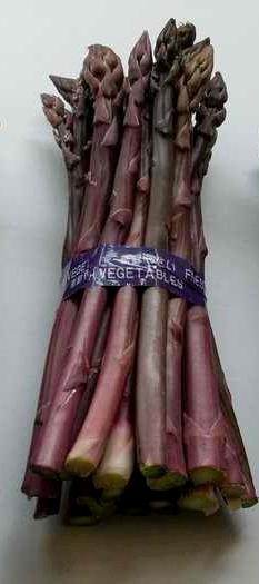 供應(yīng)*蘆筍種植有限公司