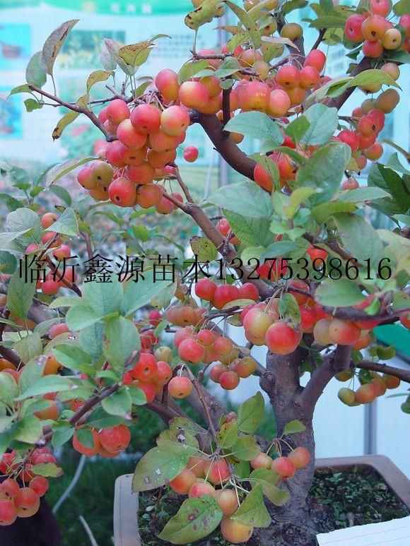 供應(yīng)北美海棠苗