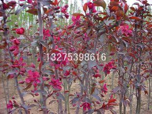 供應北美海棠苗木河東區(qū)鑫源苗木種植專業(yè)合作社對外批發(fā)