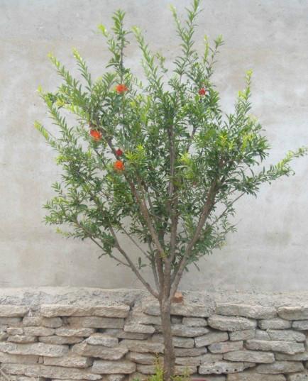 供應(yīng)石榴樹(shù)的優(yōu)質(zhì)圖片