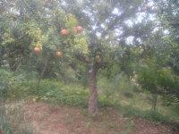 供應(yīng)出售馬牙石榴樹/石榴苗木/山東石榴苗木基地