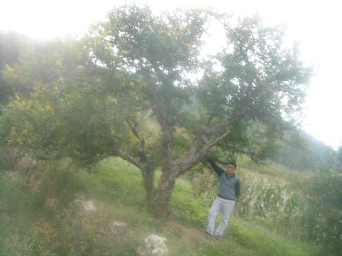 供應石榴樹石榴的栽培技術(shù)