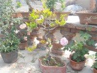 供應棗莊石榴苗木/石榴盆景/石榴樹價格