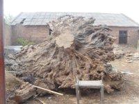 供應(yīng)石榴樹石榴苗木石榴盆景柿子樹銀杏