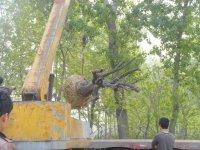 供應(yīng)石榴樹石榴苗木石榴盆景柿子樹銀杏