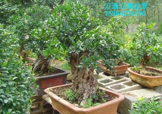 棗莊石榴樹/石榴盆景/1-40公分石榴圖片