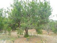 供應棗莊石榴苗木/石榴盆景/石榴樹價格