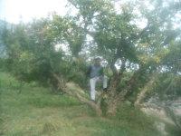 供應(yīng)出售馬牙石榴樹/石榴苗木/山東石榴苗木基地