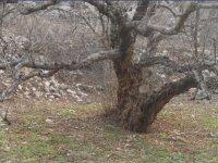 供應棗莊石榴苗木/石榴盆景/石榴樹價格