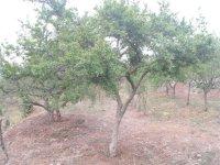 供應石榴樹石榴的栽培技術(shù)