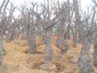 供應(yīng)石榴樹石榴苗木石榴盆景柿子樹銀杏