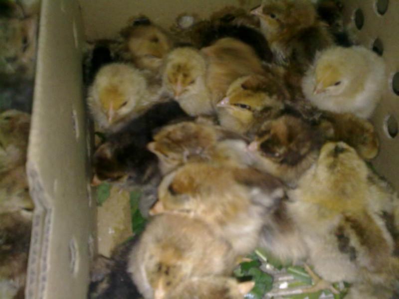 供應(yīng)草雞苗， 土雞苗、笨雞批發(fā)，雞苗養(yǎng)殖孵化場(chǎng)