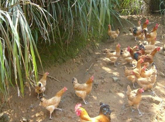 供應(yīng)草雞苗， 土雞苗、笨雞批發(fā)，雞苗養(yǎng)殖孵化場(chǎng)