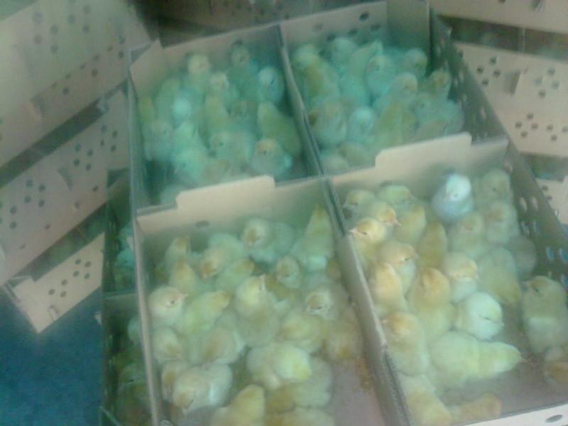 供應(yīng)廣東雞苗公司  廣東省*的孵化雞場