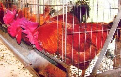 供應(yīng)*港麻雞苗/廣東雞苗/麻黃雞苗