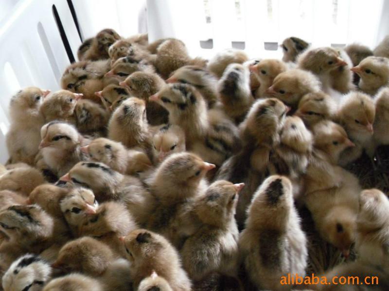 供應(yīng)廣州麻雞苗/廣州家禽孵化場(chǎng)  麻雞苗多少錢一只