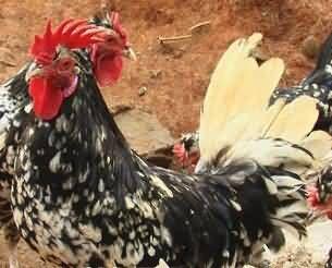 供應(yīng)貴妃雞苗，廣州雞苗、雞苗孵化場、廣東雞苗